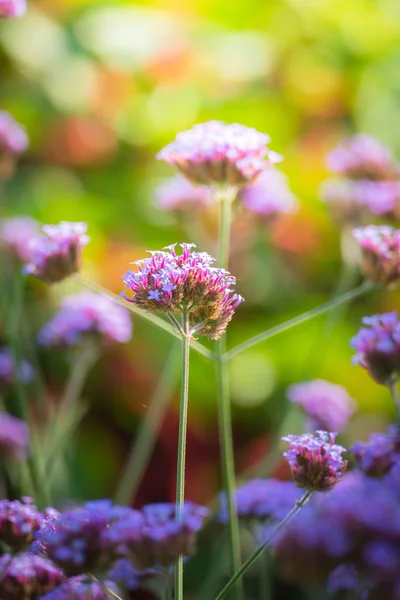 Imagen Fondo Las Flores Colores Naturaleza Fondo — Foto de Stock