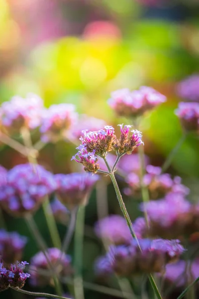 Imagen Fondo Las Flores Colores Naturaleza Fondo — Foto de Stock