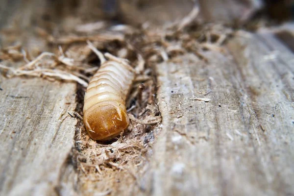 Larva Ενός Μεγάλου Σκαθαριού Λεύκας Longhorn Saperda Carcharias Στο Ξύλο — Φωτογραφία Αρχείου