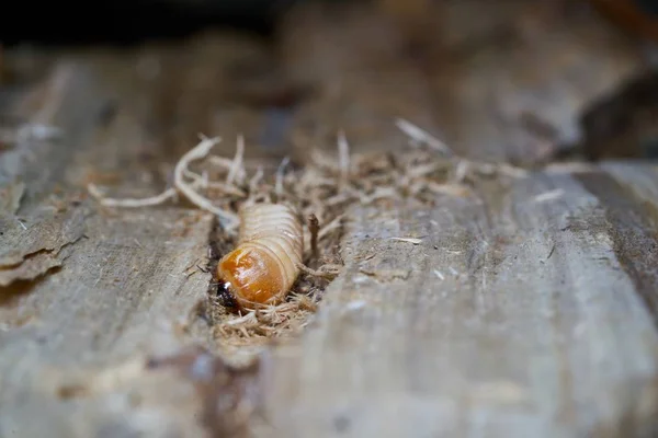 Larva Velkého Topolového Brouka Lesního Saperda Carcharias Dřevě Topolového Stromu — Stock fotografie