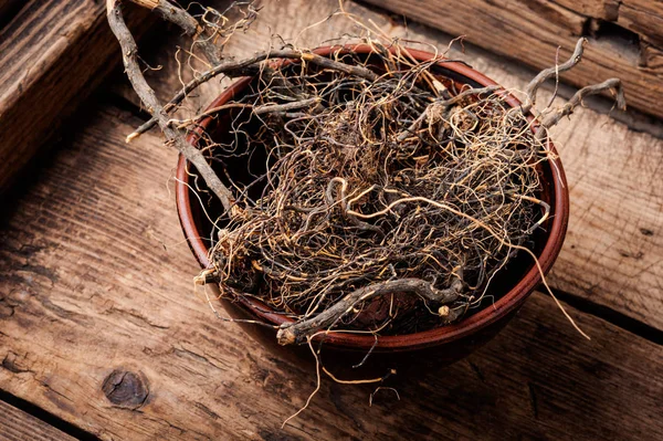 Raíz Maral Planta Medicinal Medicina Siberiana Planta Medicinal Raíz Medicinal — Foto de Stock