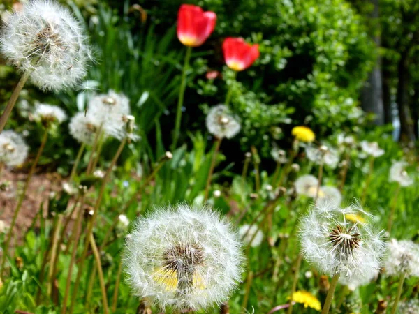 Yaz Bitkisi Çiçek Botanik Konsepti — Stok fotoğraf