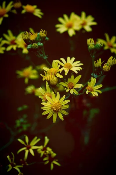 Gula Blommor Kronblad Flora Och Bladverk — Stockfoto