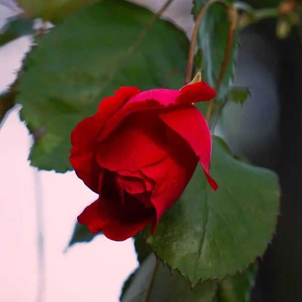 Płatki Czerwonych Kwiatów — Zdjęcie stockowe