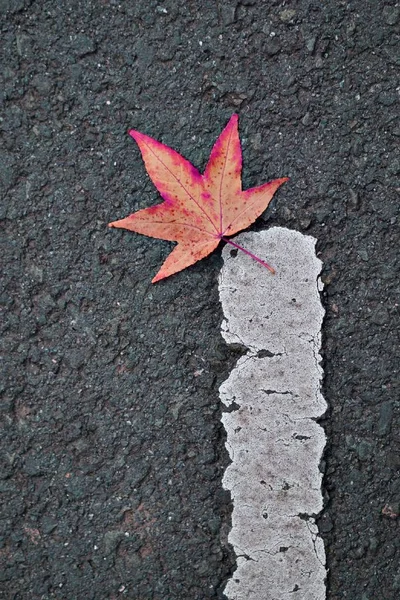 Brown Tree Leaves Texture — Stock Photo, Image