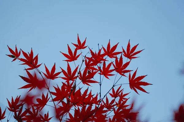 잎사귀 — 스톡 사진