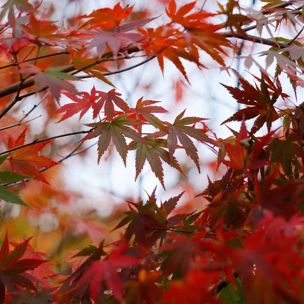 Foglie Flora Fogliame Degli Alberi — Foto Stock