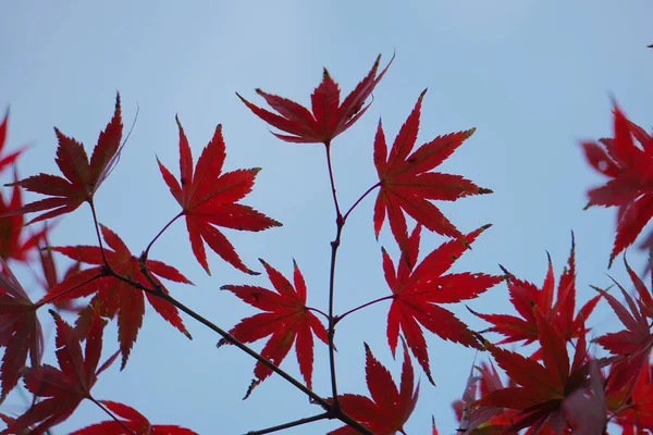 Foglie Flora Fogliame Degli Alberi — Foto Stock