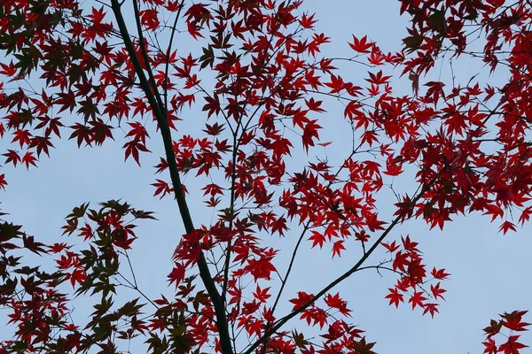 Листья Деревьев Флора Древесная Листва — стоковое фото