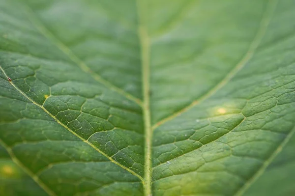 Groene Plant Verlaat Textuur — Stockfoto