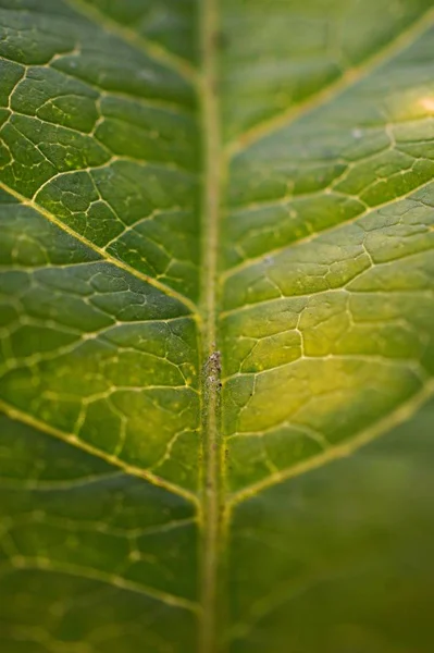 Groene Plant Verlaat Textuur — Stockfoto