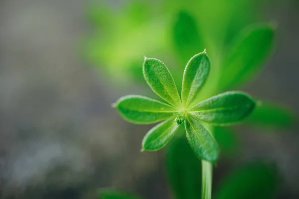 Planta Verde Folhas Textura — Fotografia de Stock