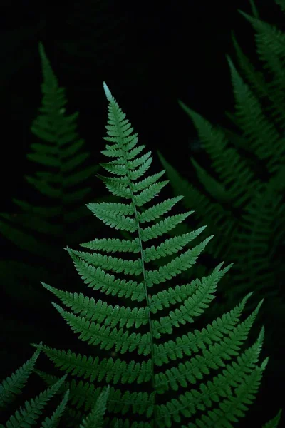 Grüne Pflanzenblätter Textur — Stockfoto