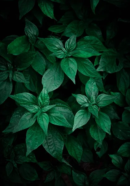 Feuilles Plantes Vertes Texture — Photo