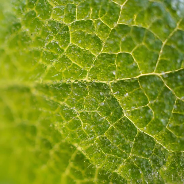 Zöld Növény Levelek Textúra — Stock Fotó