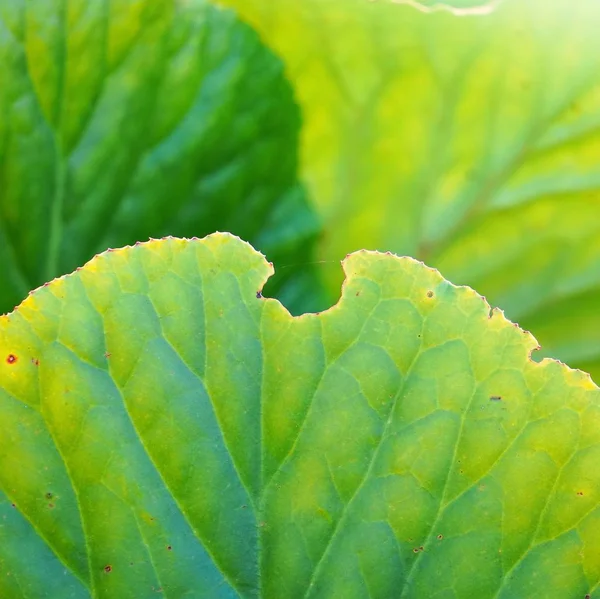 Zelená Rostlina Listy Textury — Stock fotografie