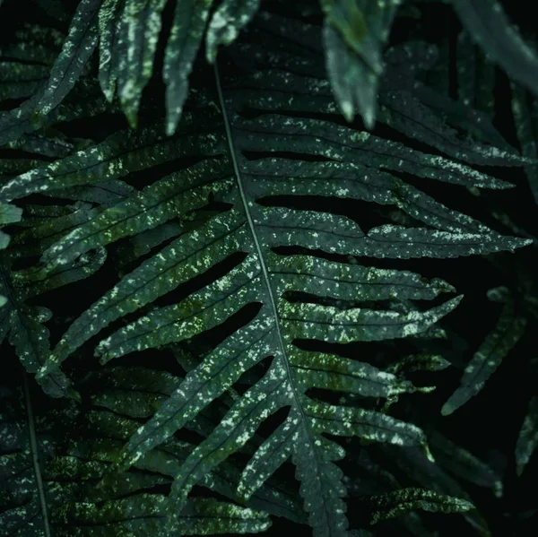 Green Plant Leaves Texture — Stock Photo, Image