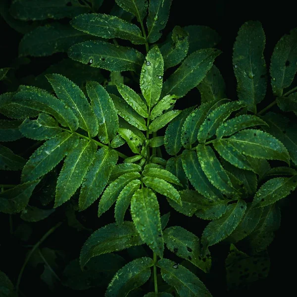 Green Plant Leaves Texture — Stock Photo, Image