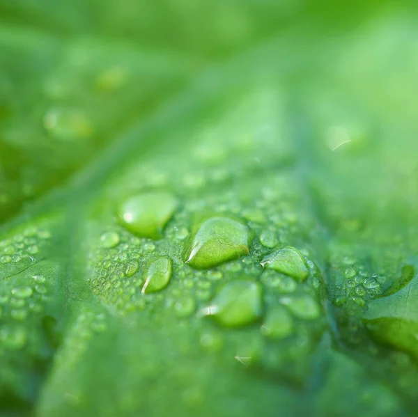 Roślina Zielony Liść Tekstura — Zdjęcie stockowe