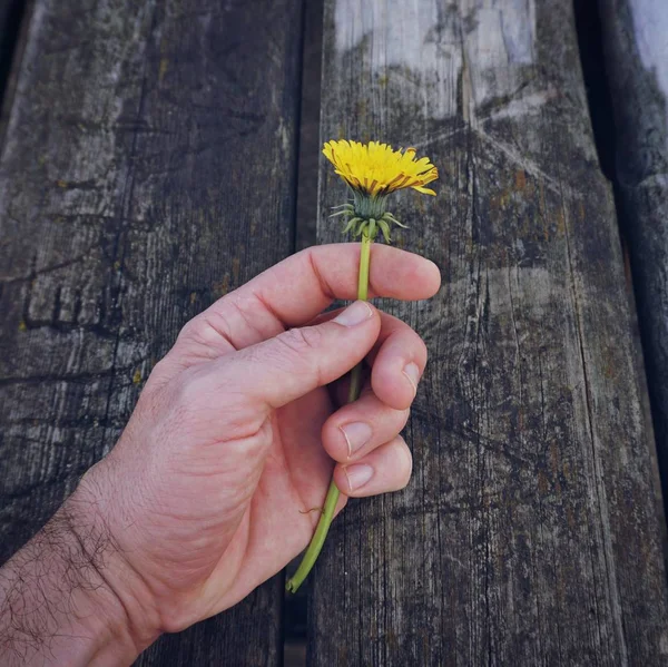Mão Flor Amarela — Fotografia de Stock