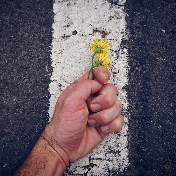 Χέρι Και Κίτρινο Λουλούδι — Φωτογραφία Αρχείου