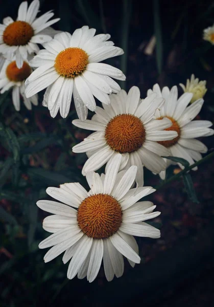 Flor Margarita Blanca Pétalos Planta Jardín Floral Naturaleza — Foto de Stock