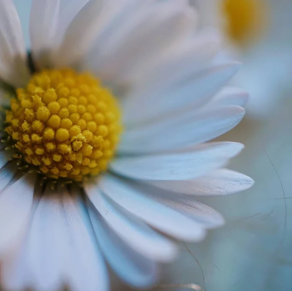 Marguerite Pleine Fleur — Photo