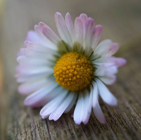 Marguerite Pleine Fleur — Photo