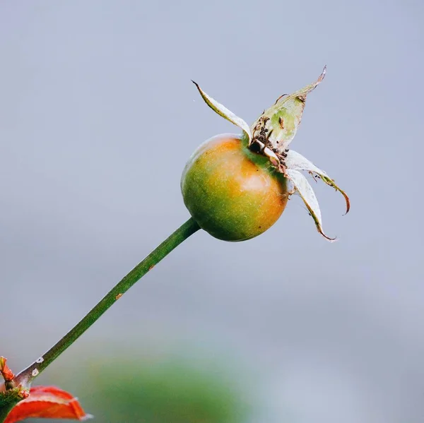 在花园里的花植物 — 图库照片