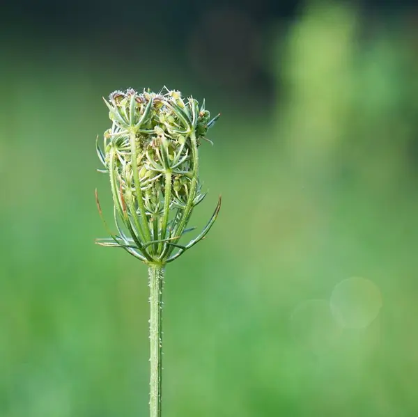 Blomma Växt Trädgården — Stockfoto