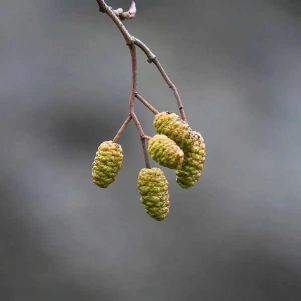 Liści Zielonego Drzewa — Zdjęcie stockowe