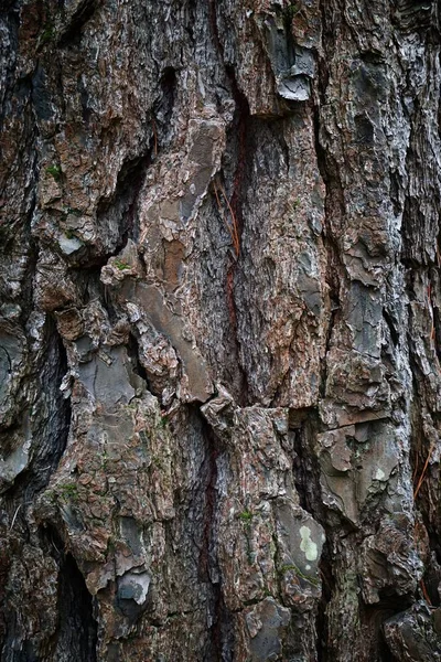 Texture Legno Sfondo Carta Parati — Foto Stock