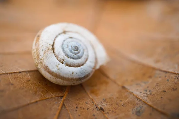 Escargot Dans Nature — Photo