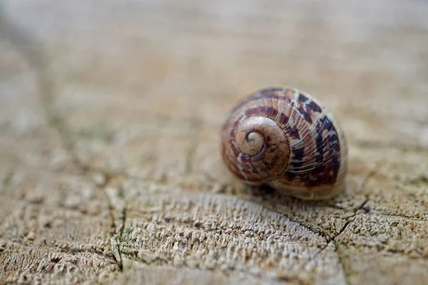 Lumaca Nella Natura — Foto Stock