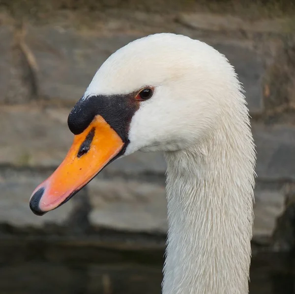 White Swan Nature — Stock Photo, Image