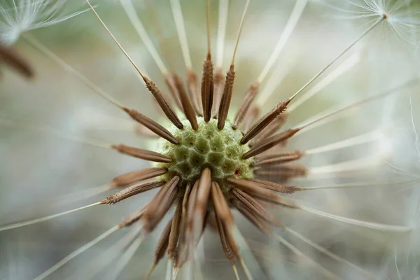 Piękny Widok Naturalnego Kwiatu Mniszka Lekarskiego — Zdjęcie stockowe