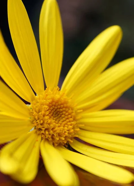 Лепестки Желтых Цветов Флора Листва — стоковое фото