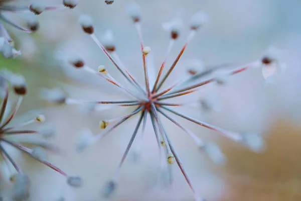 Weiße Blütenblätter Flora Der Natur — Stockfoto