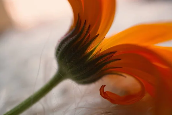 Flor Naranja Planta Pétalos —  Fotos de Stock