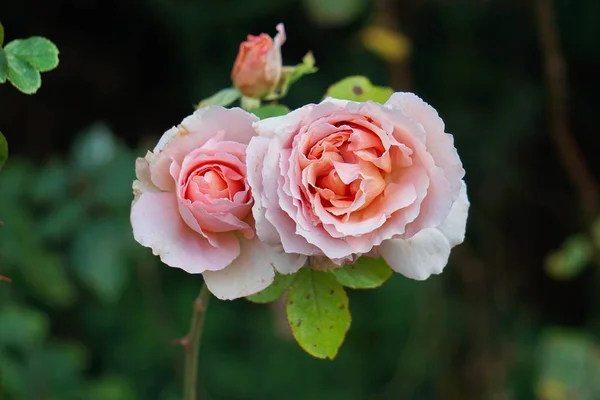 Růžové Okvětní Plátky Rostlin — Stock fotografie