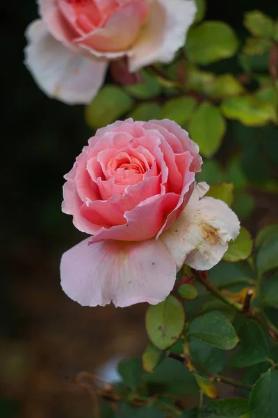 Rosa Blomsterblader – stockfoto