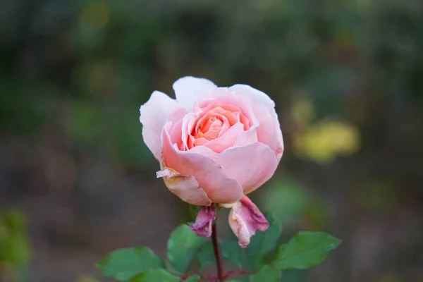 Płatki Roślina Różowy Kwiat — Zdjęcie stockowe
