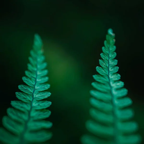 緑のシダ植物の葉 — ストック写真