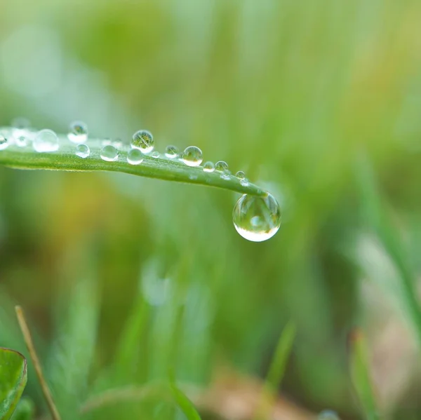 Gocce Sulle Foglie Verdi — Foto Stock