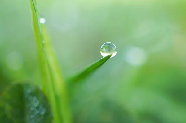 Drops Green Leaves — Stock Photo, Image