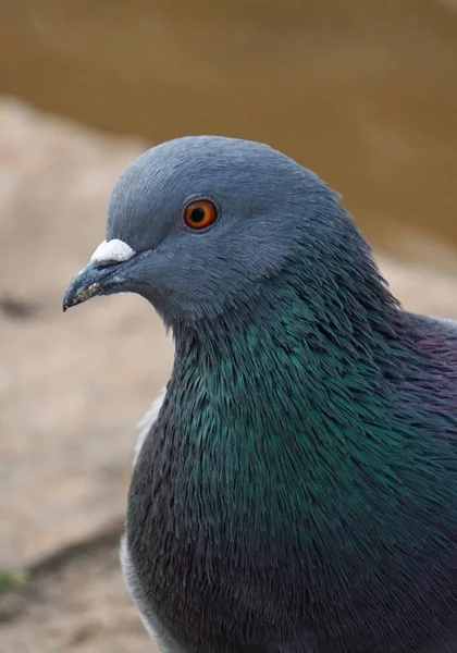 Pigeon Dans Nature — Photo