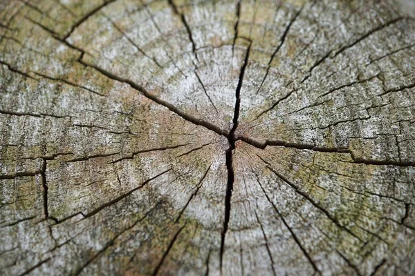 木のテクスチャ バックグラウンド壁紙 — ストック写真