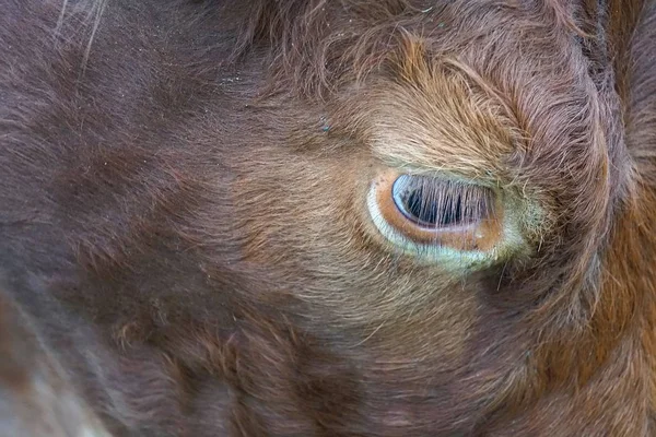 Brown Cow Portrait Nature — Stock Photo, Image