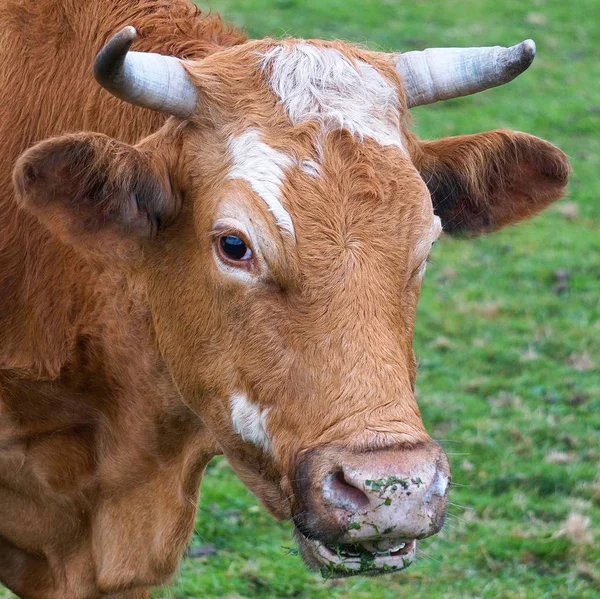 Portrét Hnědé Krávy Přírodě — Stock fotografie