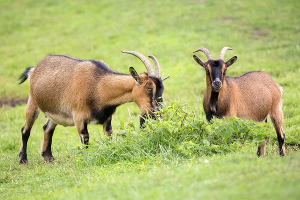 Chèvres Dans Une Clairière État Sauvage — Photo